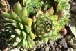 Thumbs/tn_021.jpg