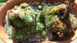 Thumbs/tn_029.jpg