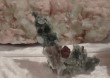Thumbs/tn_048.jpg