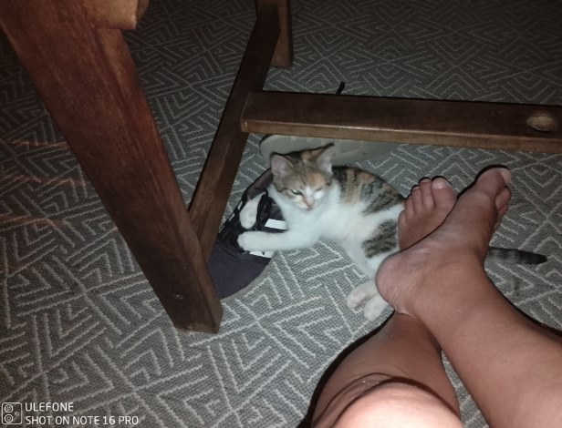 ../Images/brunhilde05.jpg